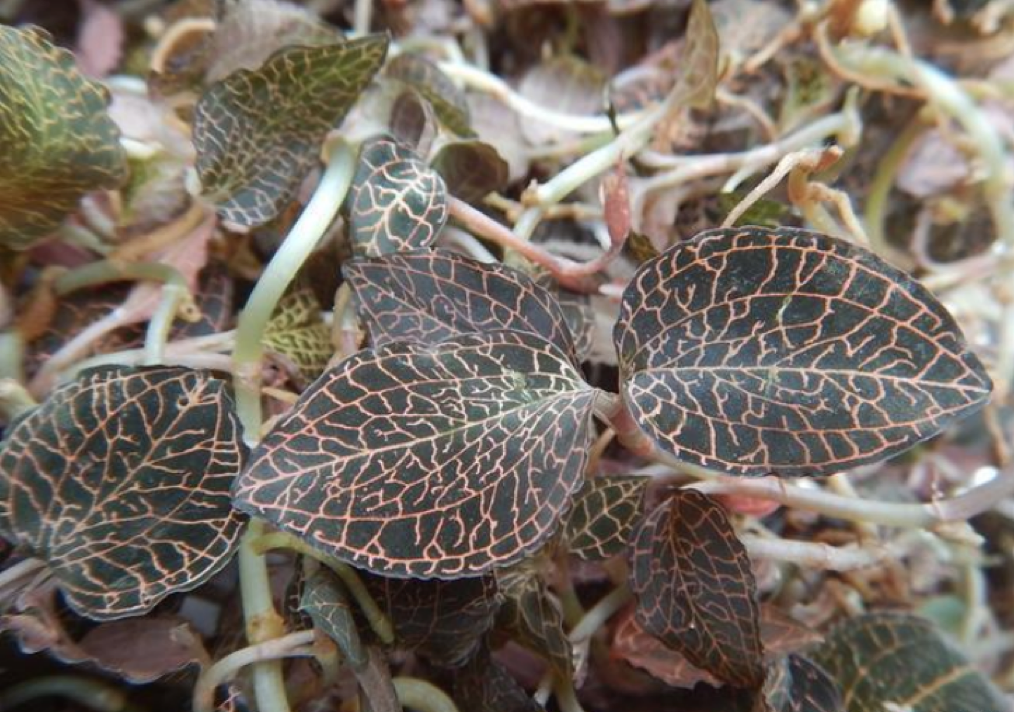 别名金线莲,金蚕,金石松,金线入骨消,金线虎头蕉,树草莲,金线蕨龙